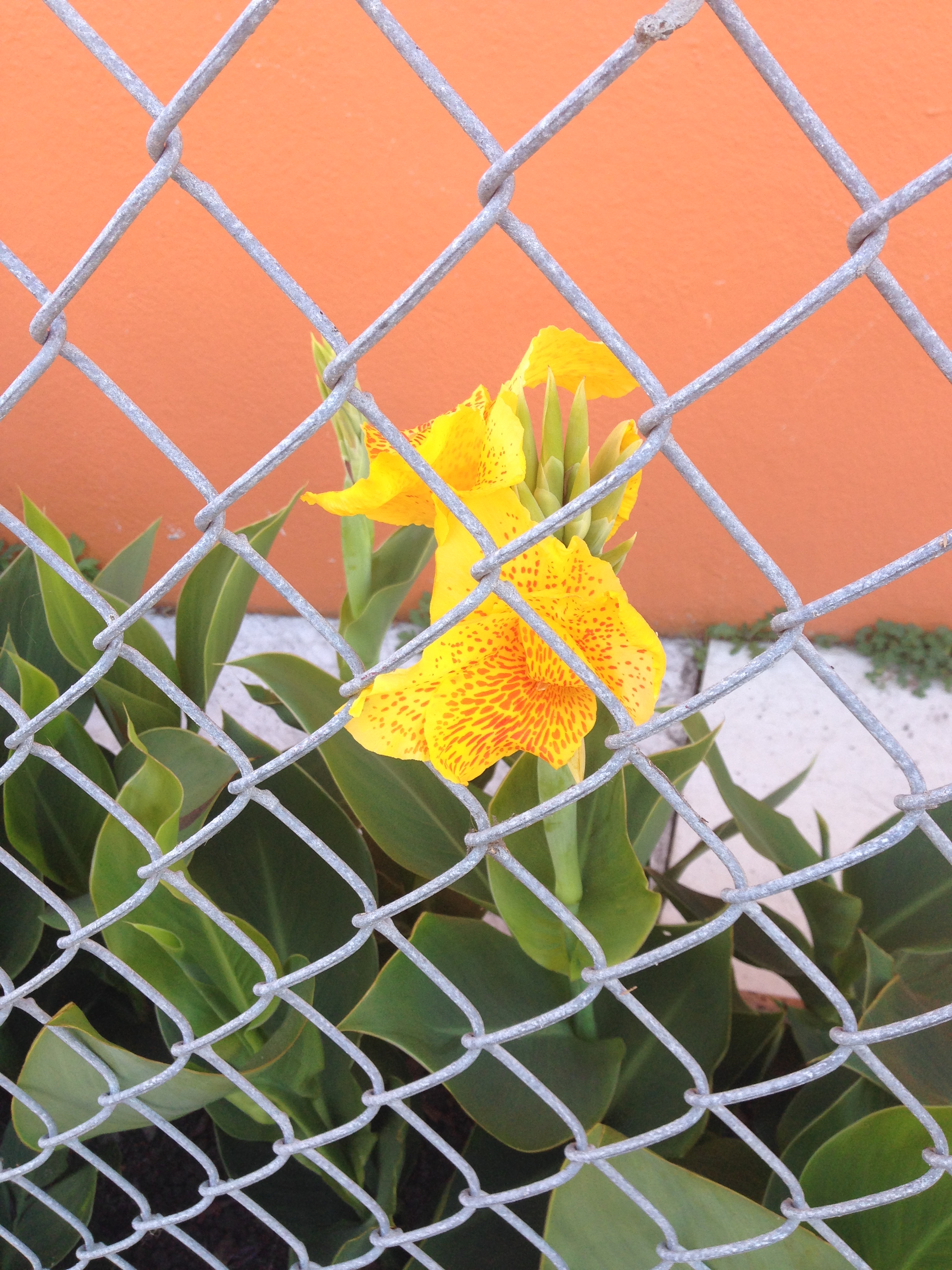 Fenced flower IMG_4930